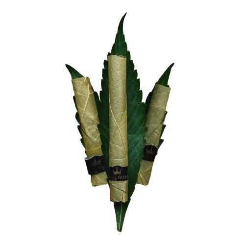 King Palm